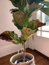 when to give up on a fiddle leaf fig