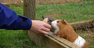 are guinea pig allergies common usual
