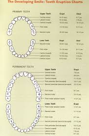 Primary Teeth Permanent Teeth Chart Kids Dentist Tooth