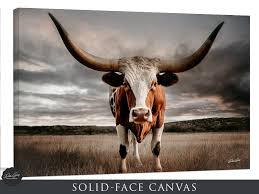 Longhorn Cow Picture Debra Gail Fine Art