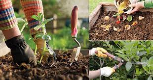 10 Top Gardening Tips For Beginners In