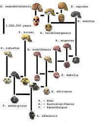 56 Hand Picked Human Ancestors Chart