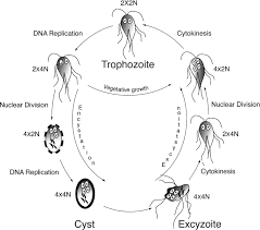 giardia lamblia a model organism for