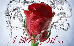 hd wallpaper red rose love message i