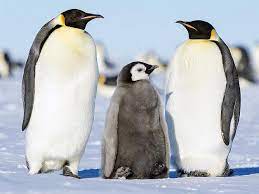 You'll need a male and female; How To Sponsor A Penguin