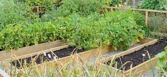 Plan Your First Vegetable Garden In 5