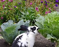 how to keep rabbits out of your garden