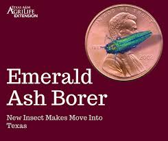 Emerald Ash Borer Insect Makes A Move To Texas