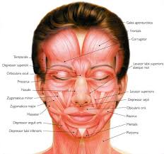 Diagram By Cosmetic Surgery Click To Enlarge Facial