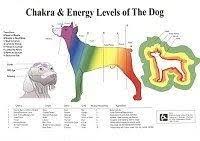 Petmassage Chakra Energy Levels Of The Dog Chart