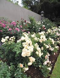 Forever Beautiful Roses Garden Design