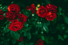 Red Roses In Beautiful Flower Garden