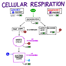Overview Of The Major Steps Of Cellular Respiration
