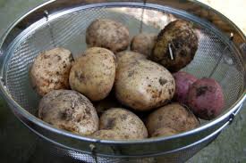 growing potatoes organically when and