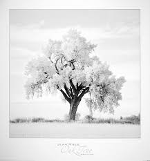 Oak Tree Art Print At Europosters
