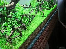 easy carpet aquarium plant