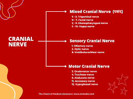 cranial nerve tcml the charsi of