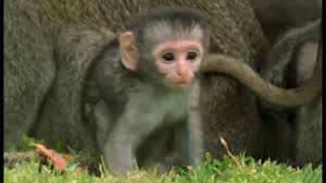 these adorable baby monkeys are so