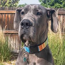 The great dane does not stay little for long and consistent training and rules should start right from puppyhood. Find Great Dane Breeders Near You Complete List By State