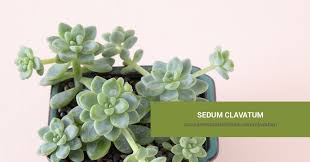 sedum clavatum succulents and sunshine