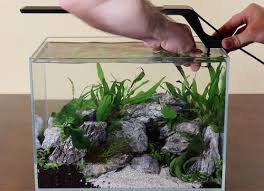 And don't miss this video 5 Gallon Aquascape With A Cave No Filter No Co2 Zenaquaria