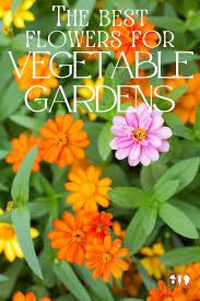 Best Flowers For The Vegetable Garden