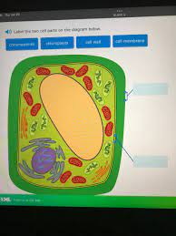 label the two cell parts on the diagram