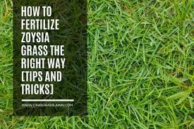are you fertilizing zoysia gr the