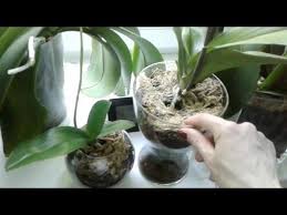 Начини за омекотяване на вода за поливане на орхидеите. Pravilnoto Izpolzvane Na Vodoroden Prekis Za Orhidei