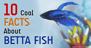 Betta fish need plants to replicate their natural ecoystems. 10 Cool Facts About These Colorful Betta Fish