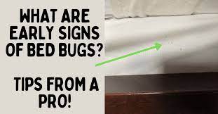 What Are Early Signs Of Bed Bugs Tips
