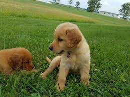 They are so gentle that you can be assured your loved ones are safe around these furry critters. View Ad Golden Retriever Puppy For Sale Near Ohio Waynesfield Usa Adn 89546