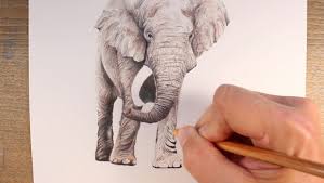 Draw An Elephant With Colored Pencils