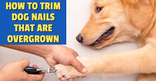 how to trim dog nails that are