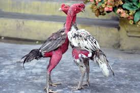 Ayam aduan ini pada umumnya juga dikenal dengan sebutan ayam pakhoy adalah salah satu ayam petarung asli dari negara vietnam. 4 Ayam Aduan Ini Sering Dipakai Bertarung Nomor 1 Seharga Mobil