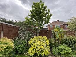 10 Best Trees For Small Gardens Our
