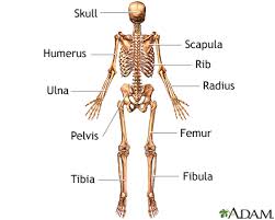Skeleton Posterior View Mclaren Health Information