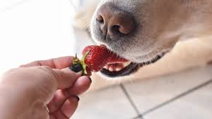 Of course, you can feed raspberries to your puppies, but it's better to try one and observe its reaction if there are no discomforts for a few hours then continue feeding or else stop so for your question 'can dogs eat raspberries?', the response will be to feed your dogs with raspberries in moderation. Can Dogs Eat Strawberries Blueberries Or Other Berries Healthy Paws