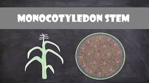 monocot stem structure and function