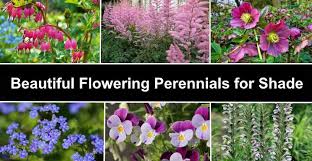 perennial flowers