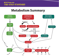 Biochemistry Macromolecules Summary Iv Metabolism