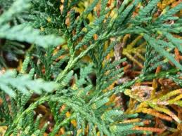 The plants tolerate both acidic and alkaline soils. Thuja Green Giant Tree Problems If There Are Any Perfect Plants