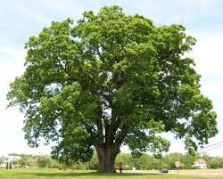 Image result for oak tree