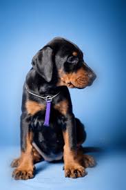 Find the perfect doberman pinscher puppy for sale at puppyfind.com. Doberman Puppy Doberman Puppies For Sale Dav Pet Lovers