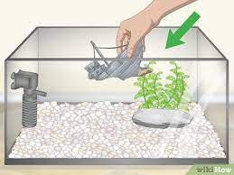 How To Clean An Old Dirty Fish Tank