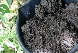 Termite Nest Potting Soil Insanity