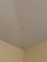 the ceiling corner nail pops