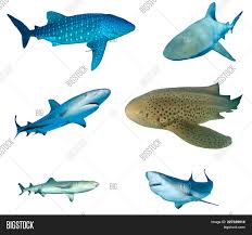 Shark Species Image Photo Free Trial Bigstock