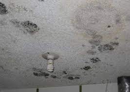 Stubborn Black Mold In Bathroom Ceiling