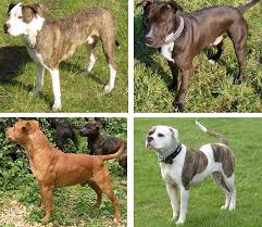 The staffordshire bull terrier is slightly longer than they are tall, and relatively wide, giving them a low center of gravity and firm stance. Pit Bull Wikipedia